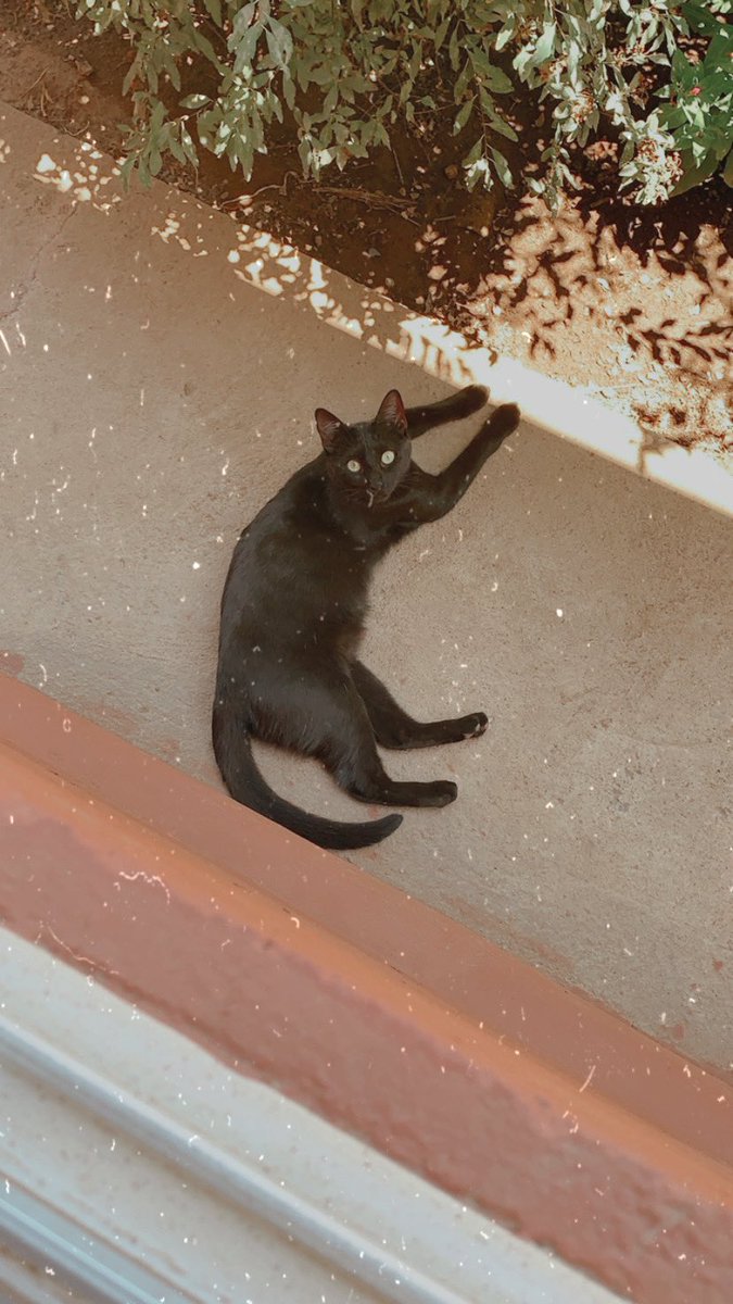 Amikos e estado un poko desconectada 😅 <a href="/gatitos_qctd/">✨ Gatitos que curan tu depresión ✨</a>