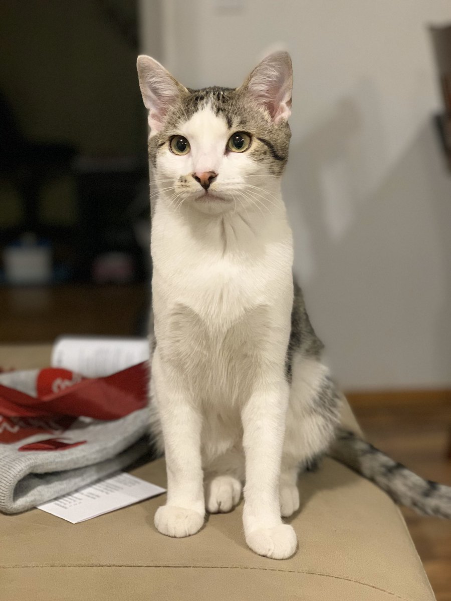 Ana_Geezy's tweet photo. Hey guys my kitty Chester escaped last night if you guys see him please let me know https://t.co/Z7t8Td83uB