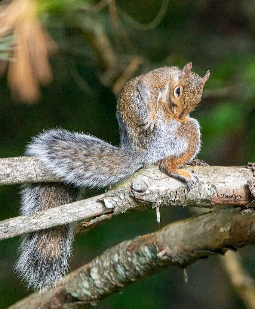 KFlanaganphotos's tweet image. "I'm ready for my close-up" #fall2019 #chelseaquebec #squirrel #NaturePhotography @BlacksWeather