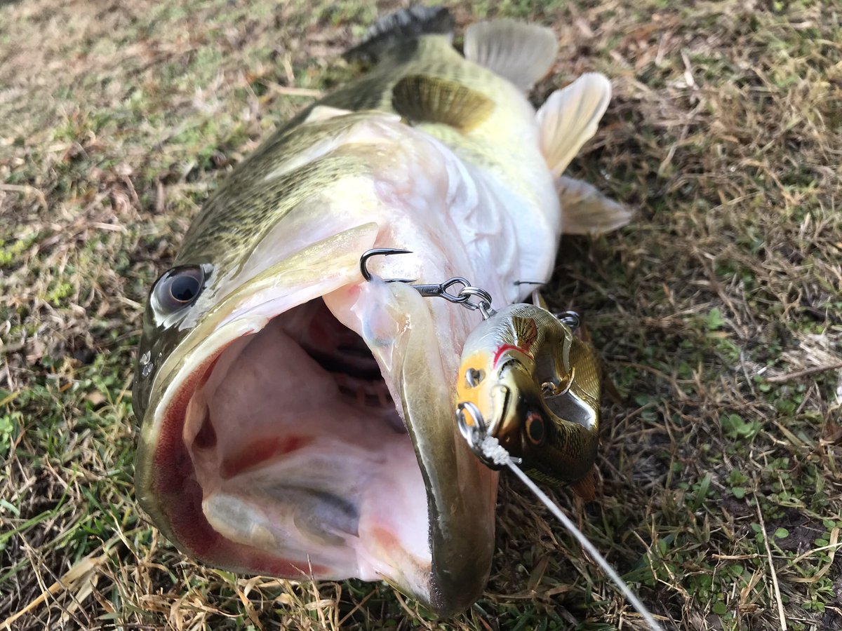 chasebaits propduster