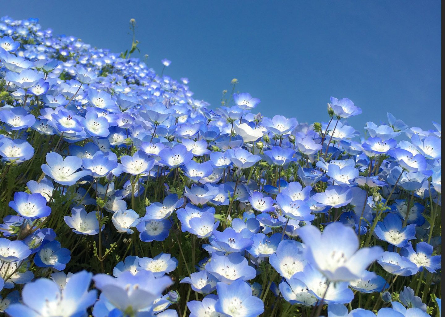 アルビオン Albion 公式 A Twitter おはようございます 今日の誕生花は ネモフィラ 花言葉は 可憐 です 小ぶりでまるい花姿からきているそう 一面に咲き誇る鮮やかなブルーは見事ですね 誕生花 花言葉 T Co Prlun93yk4 Twitter