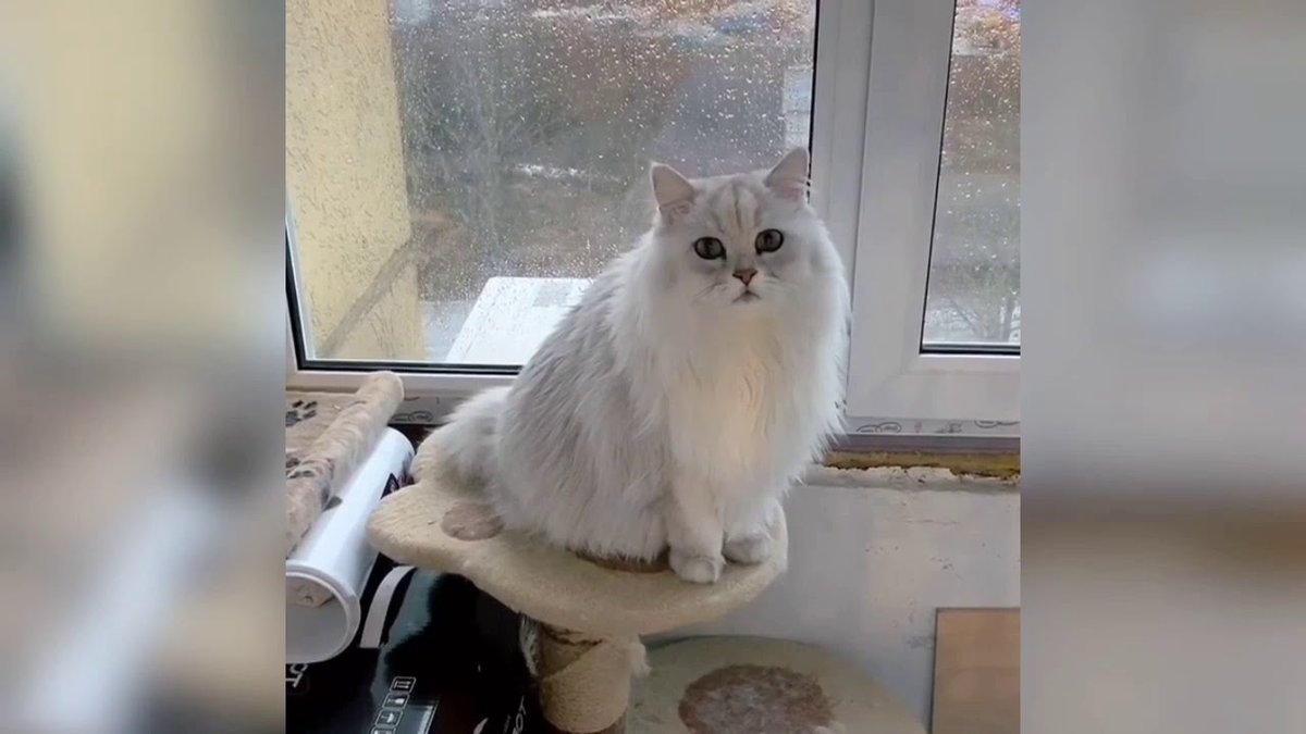 MeowMoeDotCom's tweet photo. #15 #Things #You Don`t #Know #About #Cats #2 ...
 
#Cats #Cat #Kittens #Kitten #Kitty #Pets #Pet #Meow #Moe #CuteCats #CuteCat #CuteKittens #CuteKitten #MeowMoe
 
#10 #25 #AboutCats #AnimalLovers #Animation #Baby #BabyAnimals #Cat
 
https://t.co/F6OPfU3BHo
 
. https://t.co/IoiLwLeNBm