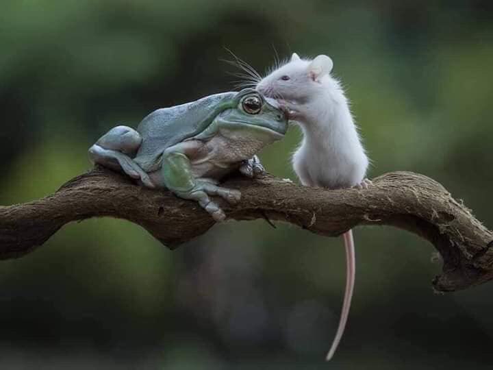 MaTere_Mendoza's tweet image. Nunca confíes en tus amigos, sobre todo si tienen cara de rana.
🐸🤷🏻‍♀️