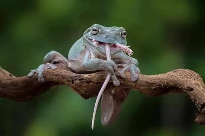 MaTere_Mendoza's tweet image. Nunca confíes en tus amigos, sobre todo si tienen cara de rana.
🐸🤷🏻‍♀️