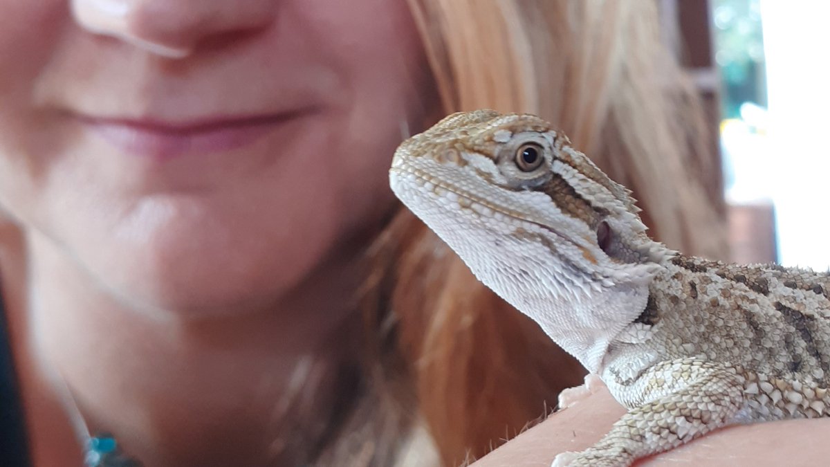 ruth_writes_nz's tweet photo. Didn't get much writing done today, on account of this fine specimen of a male.
Puff's habitat was getting re-vamped so he hung with me... mostly on my shoulder.
Talk about a beautiful distraction!
#beardeddragon #puffthemagicdragon #writingdistraction https://t.co/70Lrcj96jj