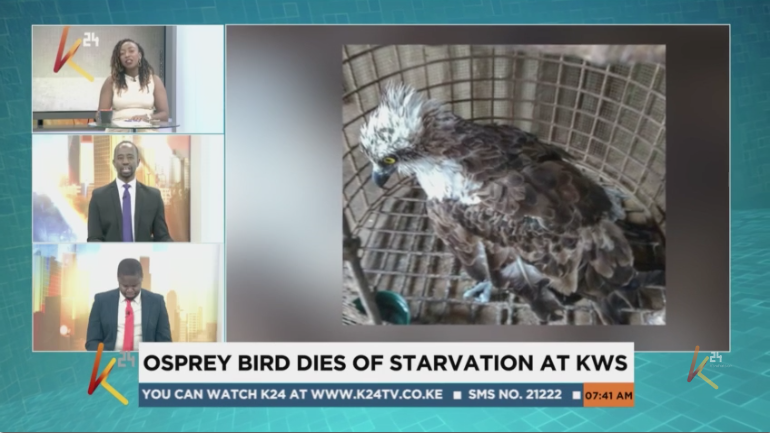 K24Tv's tweet photo. Osprey, the migratory bird that flew from Finland to Kenya is dead. The death has been attributed to starvation that resulted in organ failure. 
#K24ThiMorning
@iamjeffmote, @ShikoKaittany and @mungalambuvi https://t.co/4pGMpbKDMY