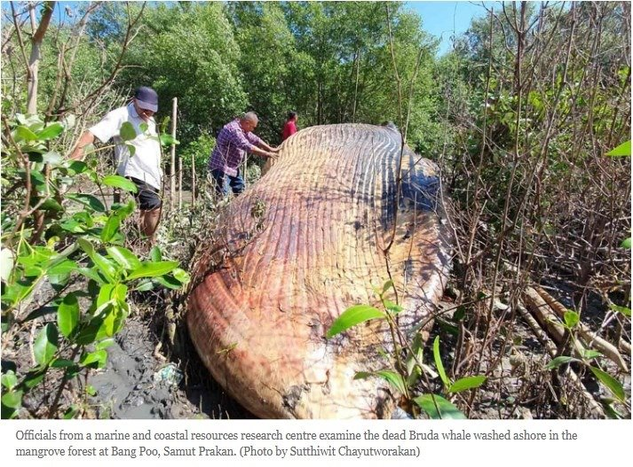 SEAFARERDIVERS's tweet photo. DEAD WHALE AUTOPSIED BY EXPERTS
SAMUT PRAKAN: Experts are conducting an autopsy of a 15-tonne female Bryde's whale to find out how it died, after its carcass washed ashore just south of Bangkok.
The probe, joined by veterinarians and fishery specialists...
https://t.co/6sqPeC97w7 https://t.co/NyTQBddZPo