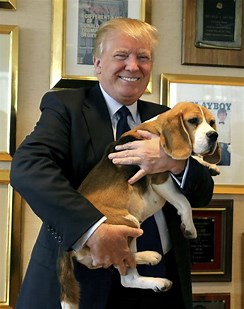 nice1959's tweet photo. Our President
#BeaglesForTrump https://t.co/JWouT61gcM