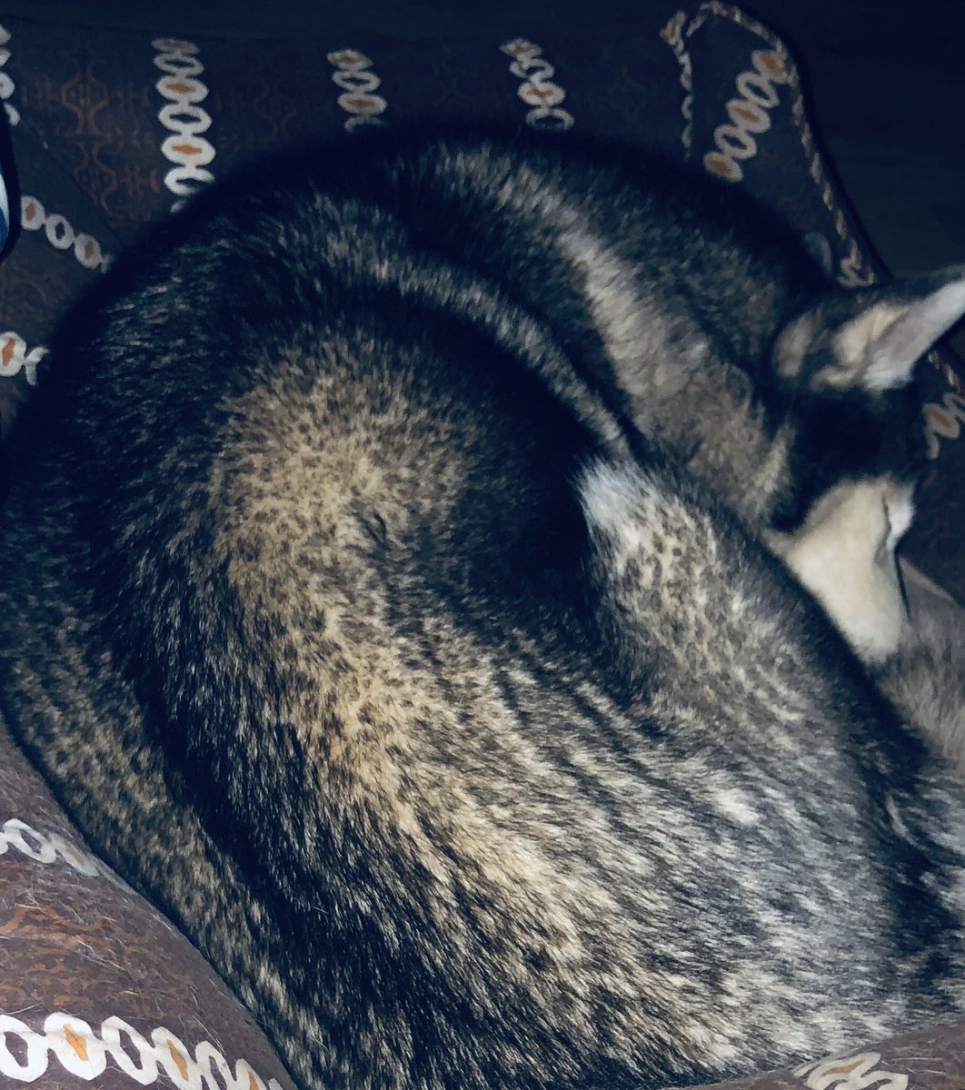 MayaMayoHusky's tweet photo. Good night friends 💫 🌙 
#siberianhusky #snoozing #goodnight https://t.co/b99EbQuWCD