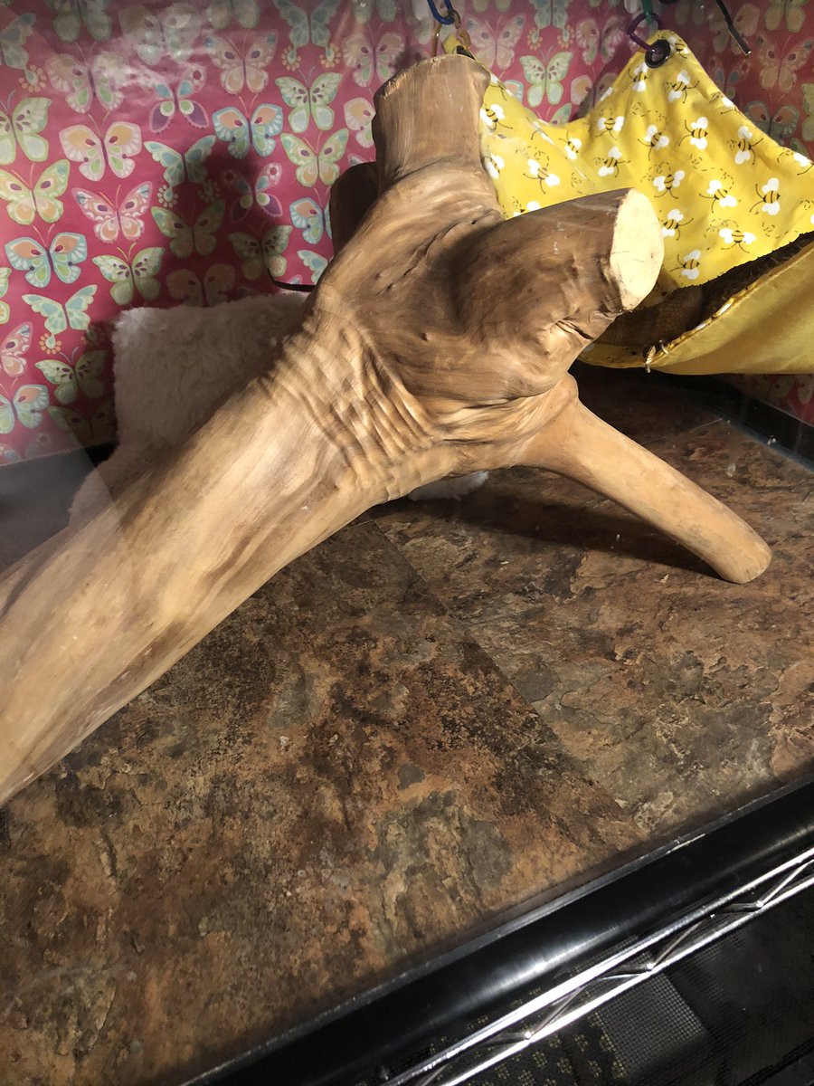 Got this wood a while ago for the bearded dragons and I think it’s too slippery for them, any suggestions?