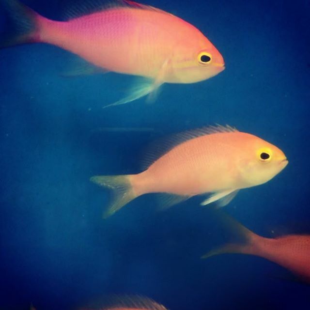 Pseudanthias engelhardi, another beautiful deep water fish species collected from the Coral Sea. You can easily differentiate male from female 🐠🤩🙃
.
.
.
#pseudanthias #pseudanthiasengelhardi #allmymoneygoestocorals #allmymoneygoestofish #marinetank #… ift.tt/2RxLfGG