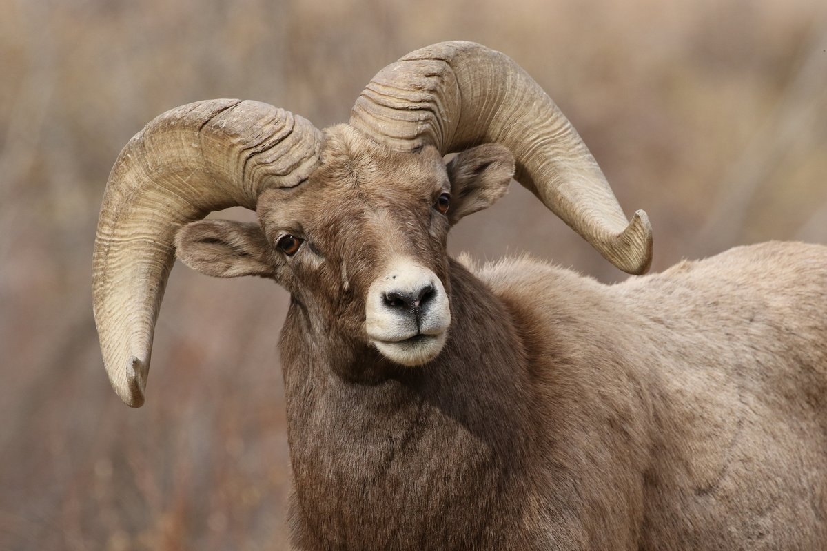 close up of a bighorn sheep ram
