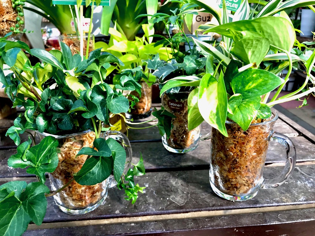 Jongeres 100 観葉植物 壁紙