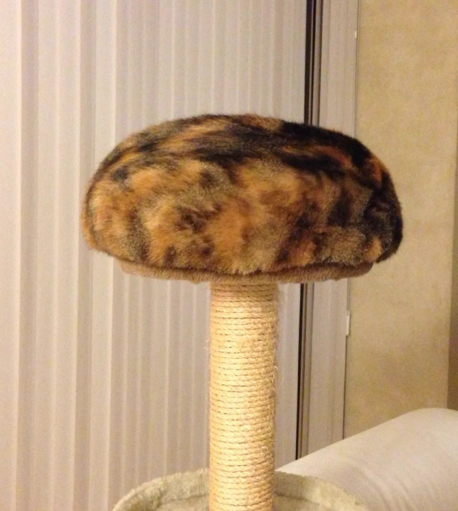 【クリボー?ネジ?】キャットタワーの上に丸まった猫の姿が謎の生物過ぎる