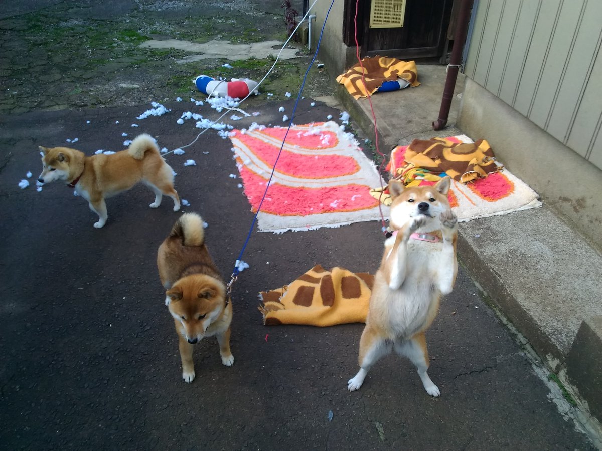 マヨネ على تويتر 年1月28日 火 Okaeri 犯行現場からテレポートしてくるイーヌ 丸柴 柴犬 マヨネ على تويتر 年1月28日 火 Okaeri 犯行現場からテレポートしてくるイーヌ 丸柴 柴犬