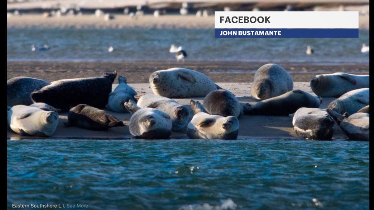 Our Island is beautiful! Seals on the East End captured by John Bustamante #longislandnature