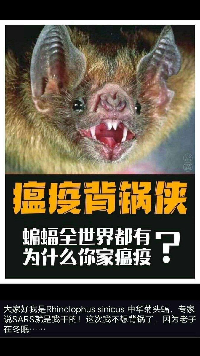 MiniFunKevin's tweet photo. 蝙蝠：老子抱着老婆唱着歌冬着眠，突然就被 #中国人 捉去煲汤了？

你们诬陷我！病毒不是我传的！
我要见师座！

#wuhanconoravirus  #WuhanOutbreak 
#武汉肺炎 #BatEating https://t.co/Xc5W3gvREZ