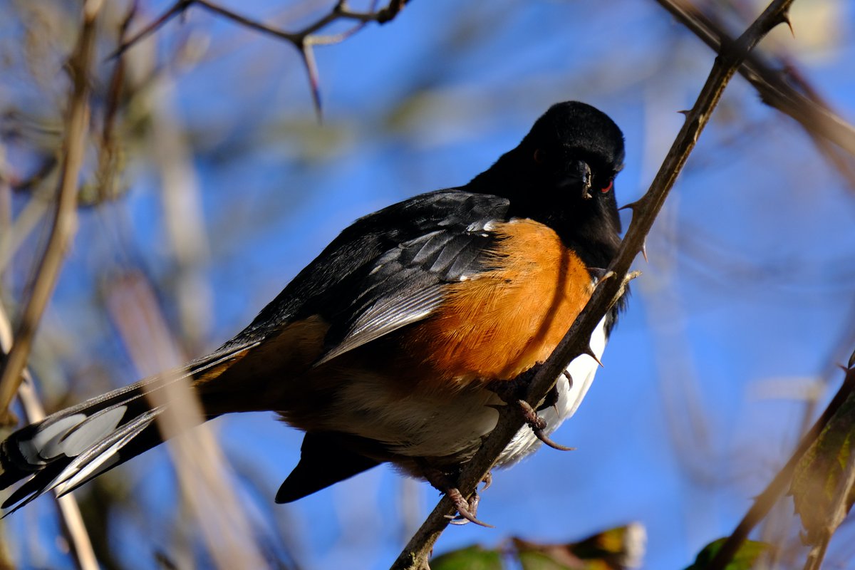 A small round bird with a black head and back and white-spotted wings glares at the camera with a grumpy expression in his red eyes. He is perched on a twig with a brilliant blue sky in the background.