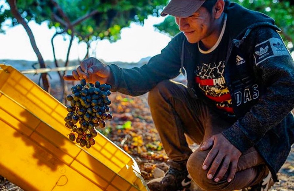 Molina_Group's tweet photo. What makes our grapes the best ? The special care we give our vineyards so their fruit grows sweet and tasty.
.
.
.
.
#Grapes #Vineyard #MolinaQuality #MolinaGrapes #MolinaGroup #GrapeSeason #Agriculture #Sunset #Fruit #HealthyFood #Field @nativesmx https://t.co/Gqrqmkzc6K