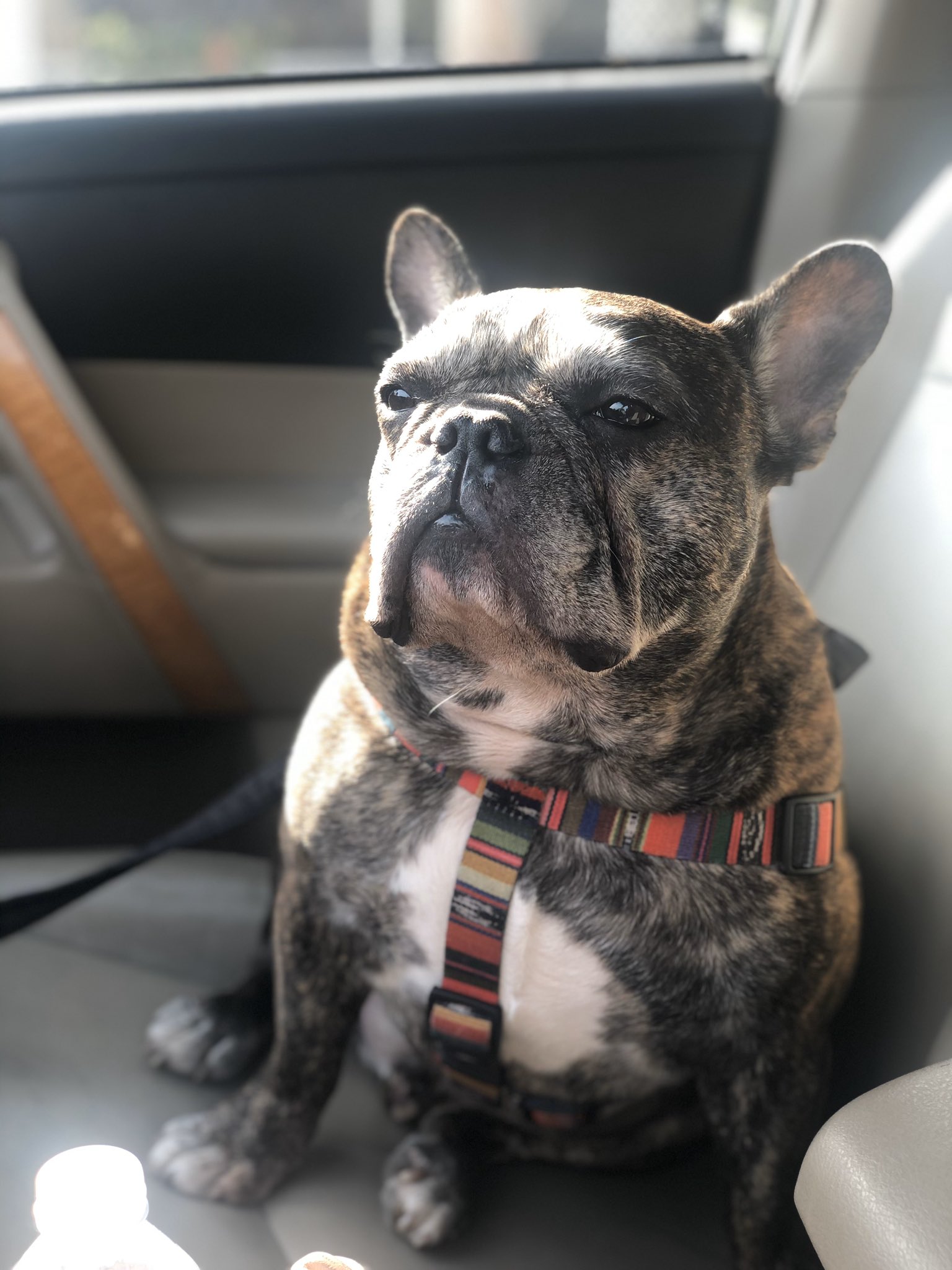 Sara Coates on X: "@BusyPhilipps This is my grumpy french bulldog Reuben.  https://t.co/NtcMJHpGmg" / X