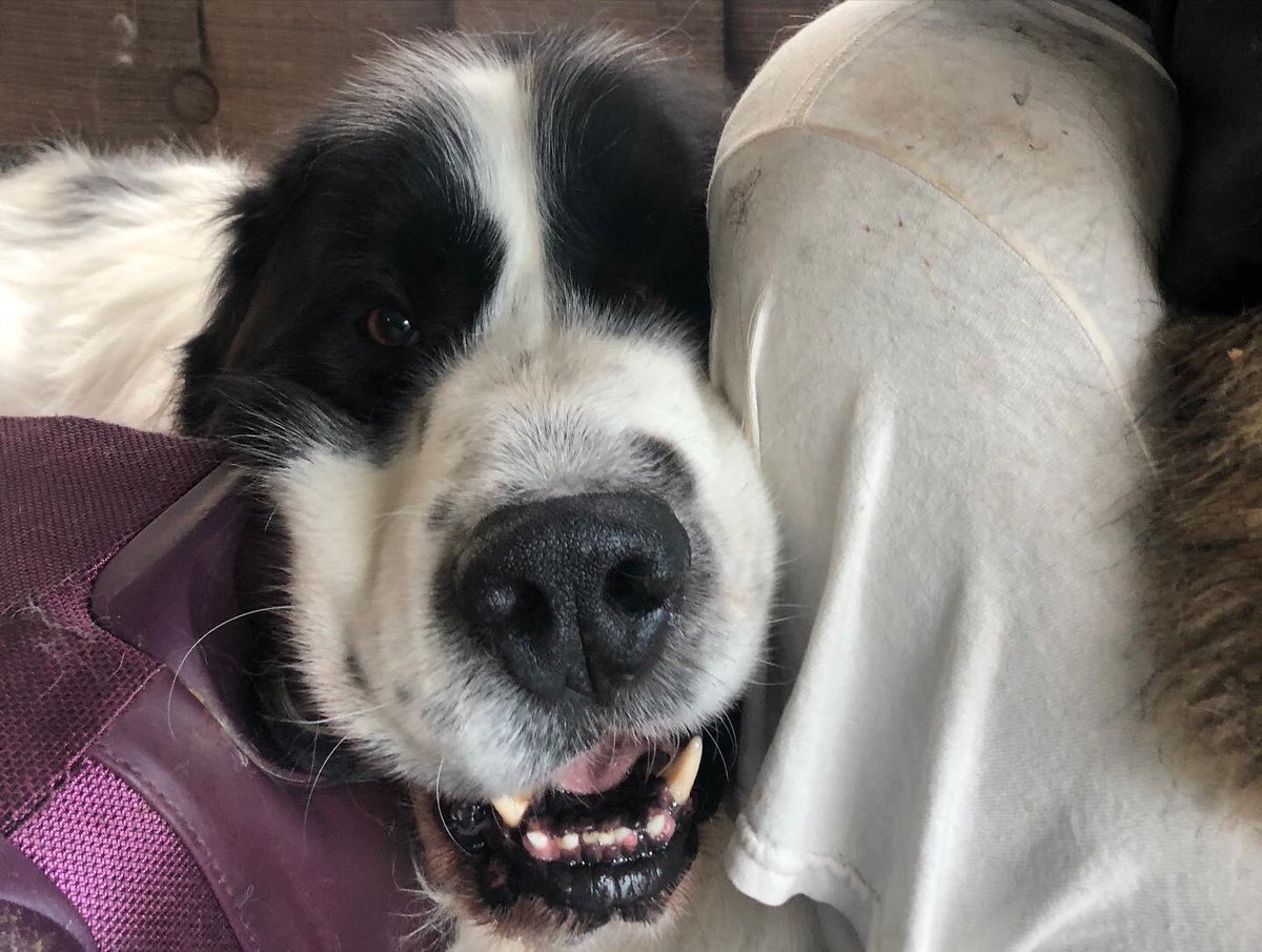 SarahYoungSF's tweet photo. Day 4 - Watson Lake to Fort Nelson. 300 ish miles. Up and over the Rockys into #britishcolumbia. #anchorage to #Oregon #roadtrip #alcanhighway #canada #dogsofinstigram https://t.co/88x4AqdLBO