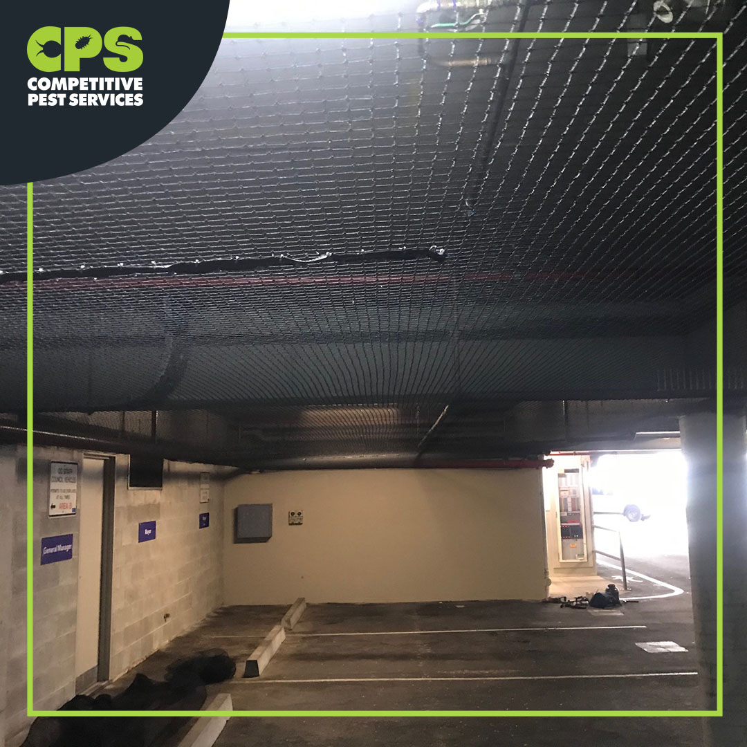 CompPestService's tweet photo. Choosing the right type of #birdspikes and #birdnetting for your residential and commercial building contact #CompetitivePestServices: 1300 766 614
Website: https://t.co/vrtFWKFaTR 
#pigeoncontrol #installation #birdControlspikes #birdcontrolkit #BirdNet #PigeonNet #birdnetting https://t.co/DgILqdFsYr