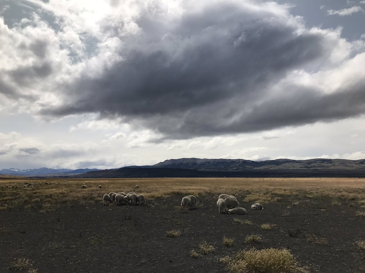 CropTrust's tweet photo. Today we started a 5-day visit to #Chile’s Magallanes region, where our @CropWildRelativ #alfalfa pre-breeding partners @iniachile are evaluating 70+ lines of wild x elite materials to develop a variety that we hope will adapt to the #drought &amp; the cold of this austral paradise. https://t.co/ZgNIm32qkd