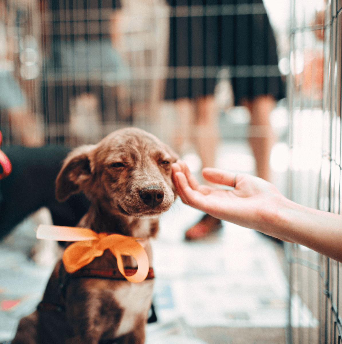 For those of you on a quest for a new furry friend, choosing a dog breed that's best for you is one of the most important decisions you can make 🐶 Here are tips for selecting a breed that fits your lifestyle. ow.ly/z8Oq1027SMP #BanfieldPetHospital