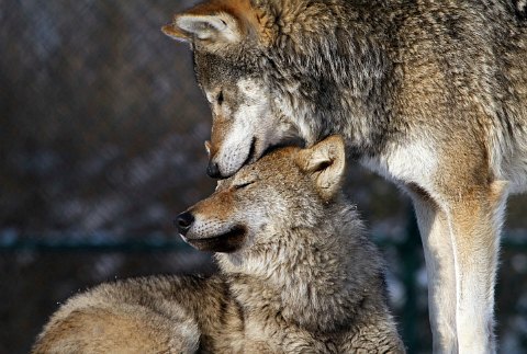 Hourly Wolves tweet media
