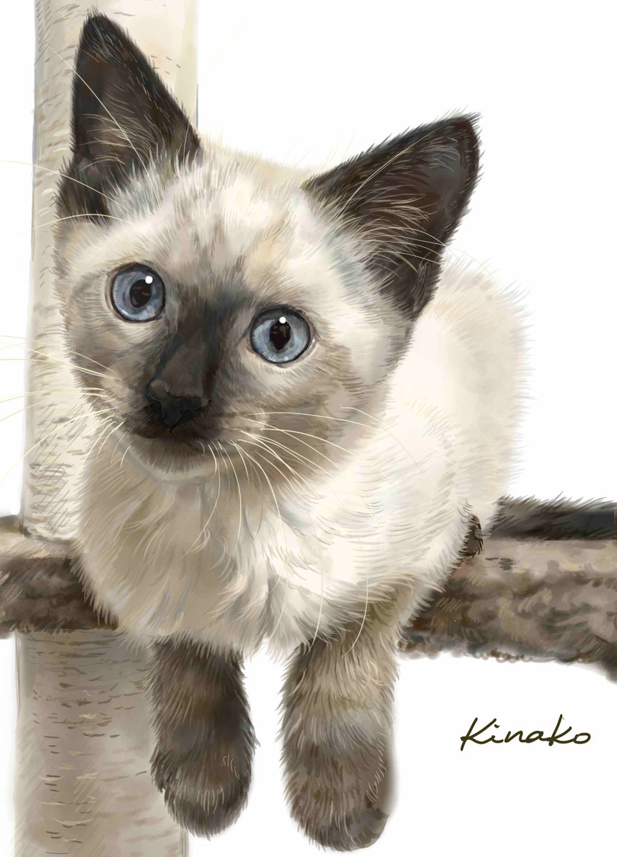 きなこ 猫の絵を描いています V Twitter ありがとうございます シャム猫の模様って すごくかわいいですね