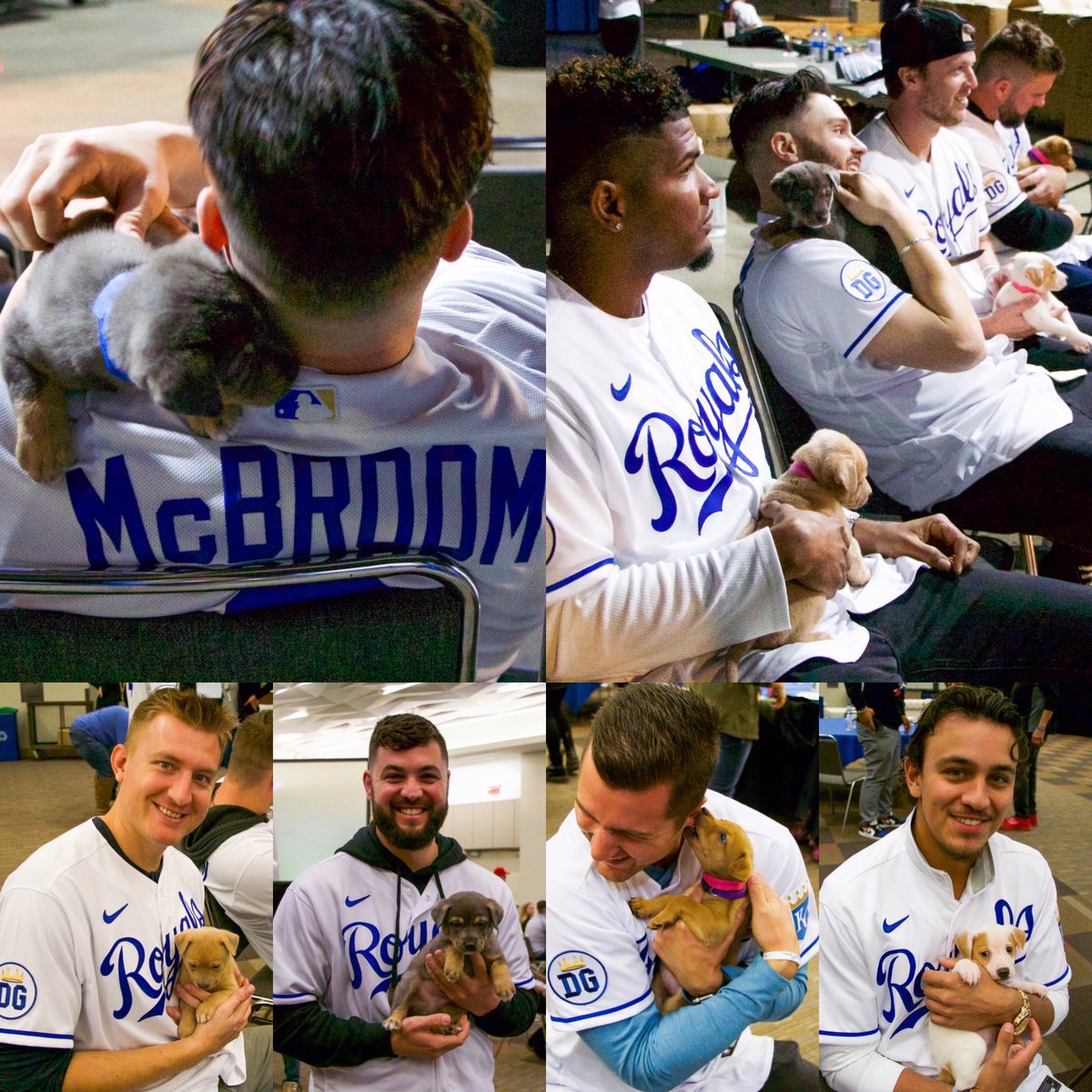 WaysideWaifs's tweet photo. Tail wags and purrs to everyone who came out to see us at #fanfestKC 💛💙And a special shoutout to the @Royals for including us in this pawesome event. We apurrr-eciate your support! https://t.co/jnSSwlAmWf