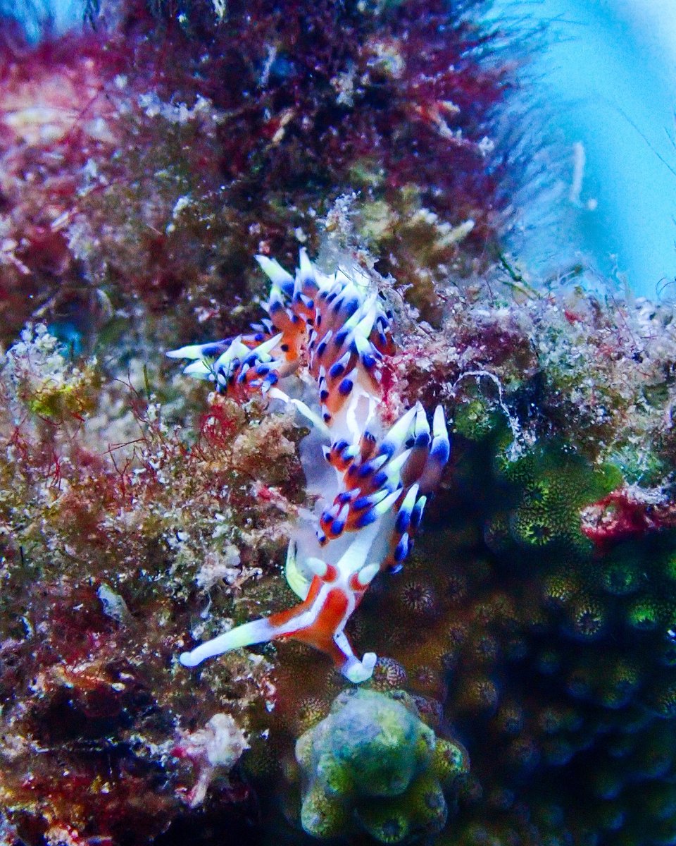 Found this fabulous looking Phidiana indica on one of the #coral frags in our nursery yesterday and couldn't resist an impromptu photoshoot with it. #reefrestoration #nudibranch
