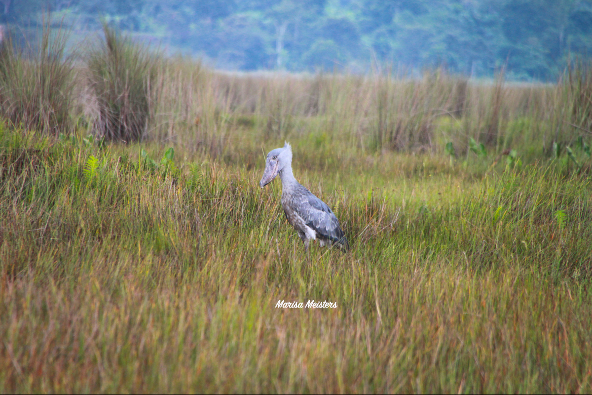 © Marisa Meisters. CustomExoticTours.com