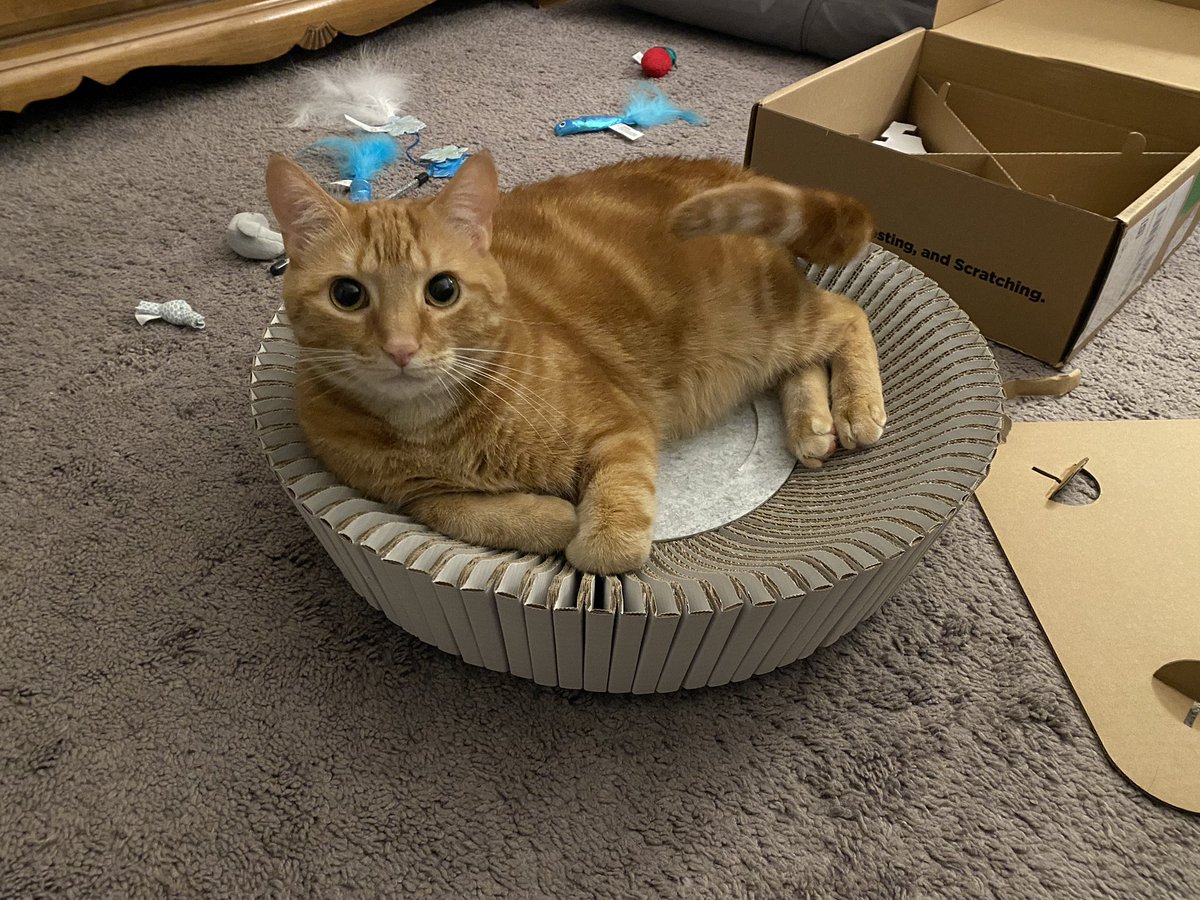 Lucrin's tweet image. Thanks @katriscat for the awesome bed! Toby is loving it! 😻