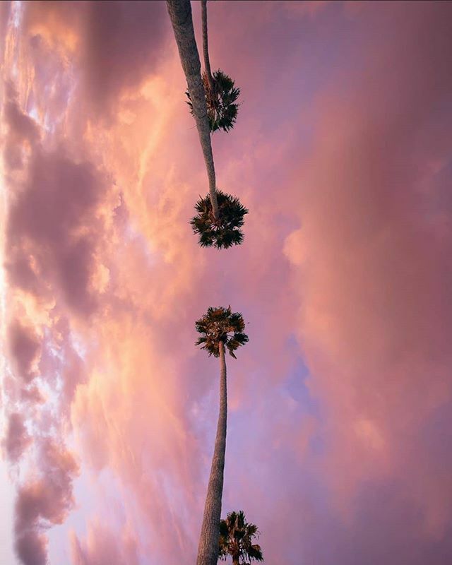 🌴 Photo By Featured Artist: 🌴@jareddweintraub
Selected By: @la.visualz
.
.
.
To Be Featured Make Sure You Tag
@hug_a_palmtree or Use #HUGAPALMTREE .
.
#losangeles #photography #sunset #photooftheday #sunsetlovers #palmtrees #inspiration #landscape #n… ift.tt/2tZorXt