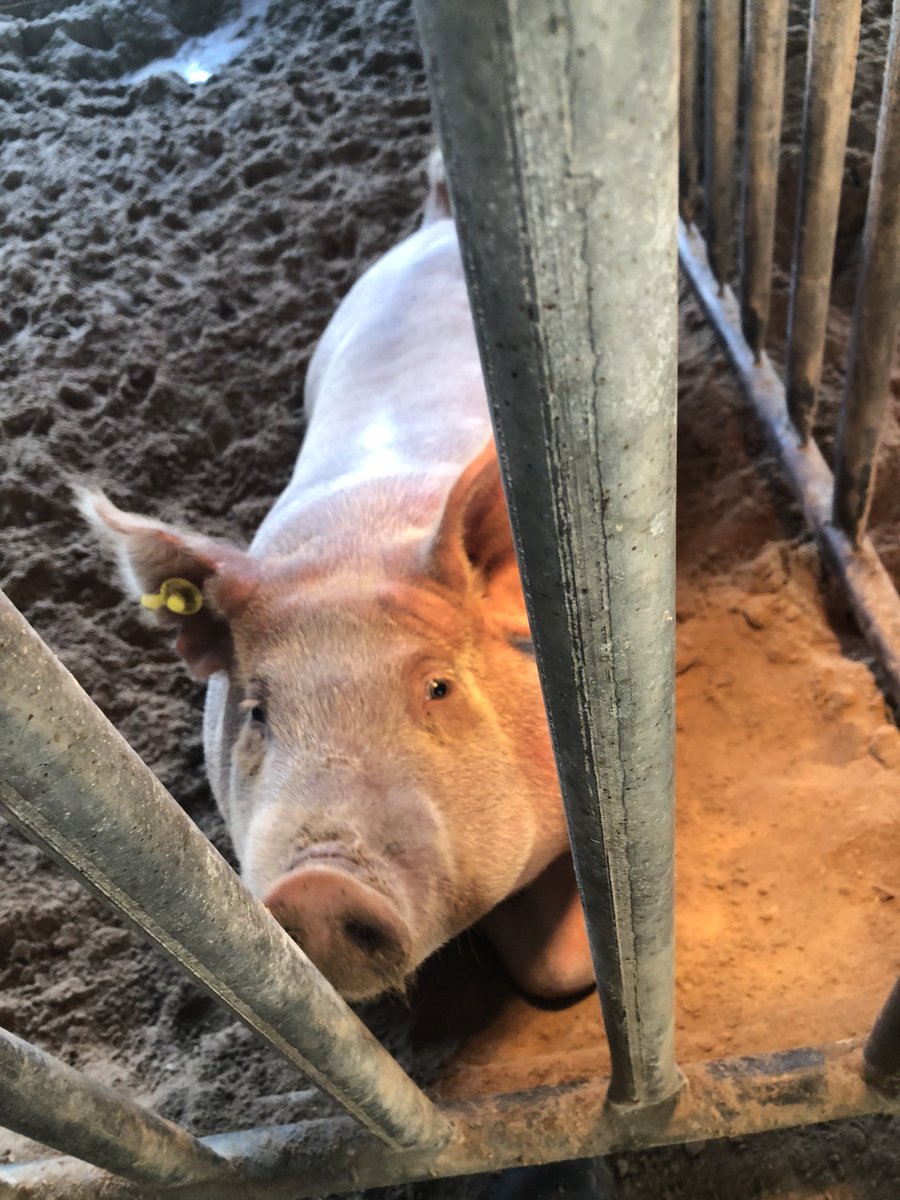 emmmllyy's tweet photo. isnโt he just the cutest he looks like a loaf of bread but Ima miss him ๐ฅบ๐ #ffa #showpig https://t.co/9IsWUAL5y2
