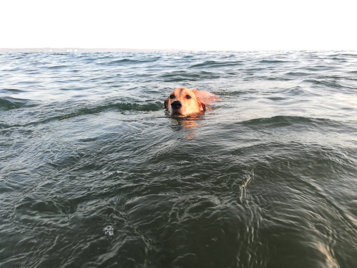joswalker's tweet photo. Everyone needs their salt water fix today. #beachmutt https://t.co/x01RY7z6x7