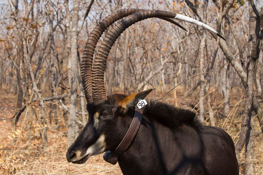 TweetAngola's tweet photo. Read Biologist Pedro Vaz Pinto’s latest Giant Sable/Palanca Negra Report on the 2019 Capture Operation https://t.co/d1VQjbQXnP   #Angola https://t.co/VllwynY0RH
