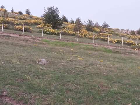 ERDNHAM99401211's tweet photo. @trtdunbugun GÜNAYDINTRTHABER.ORDU.ÇAMBAŞINDA.YAYLASI.ERDİNÇ.HAMLI https://t.co/Bb4iKWE2Y6