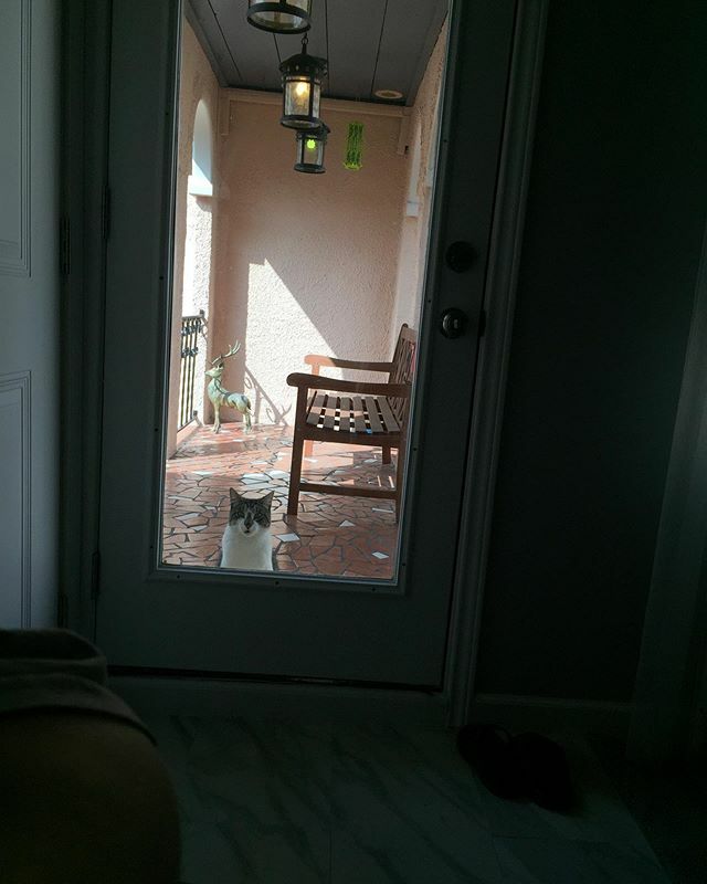 Nummymuffin's tweet photo. I had a fuzzy visitor before I left for work this afternoon. 😻 #TabbyMeowMeow #guardcatsofinstagram https://t.co/wyR0UEQg9h https://t.co/Ecz629t4TS