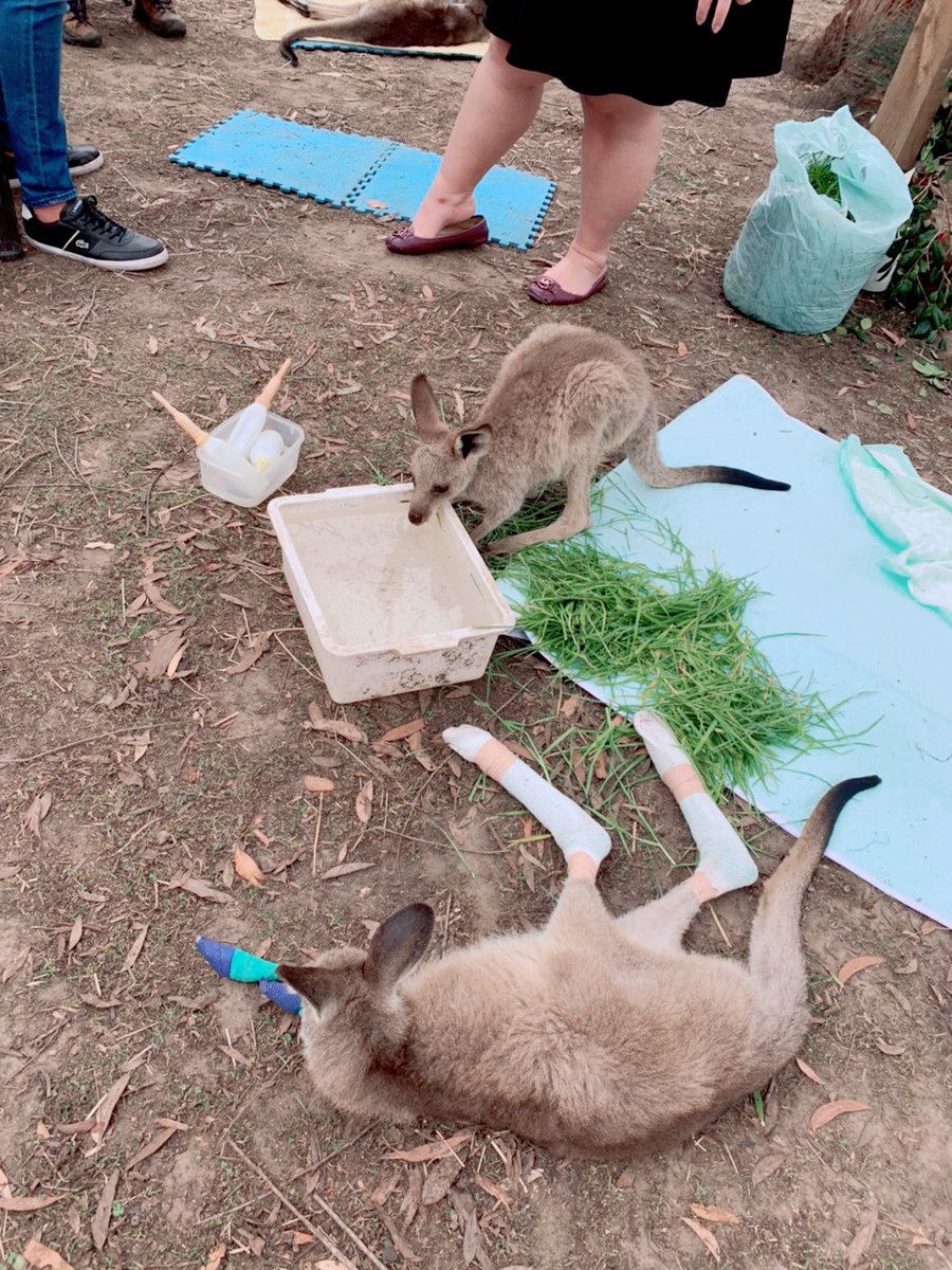 fromthtoaus's tweet photo. 🤟🏻 ภาพเหล่านี้เป็นภาพที่ถ่ายจริงเอง จากน้องชื่อปาล์ม ทีมอาตุ๋ยร้านชาติไทยใน Sydney ที่ช่วยเหลือโครงการ #fromthailandtoaustralia มาตั้งแต่ต้น
🤟🏻 เห็นของจริงแล้วก็หดหู่ แต่ก็มีความหวังว่าป่าจะฟื้นกลับมาในเร็ววัน และสัตว์ต่างๆก็จะดีขึ้นเร็วๆนี้ เพราะคนออสต่างก็ช่วยเหลือกันเต็มที่ https://t.co/xqGmOCkroj