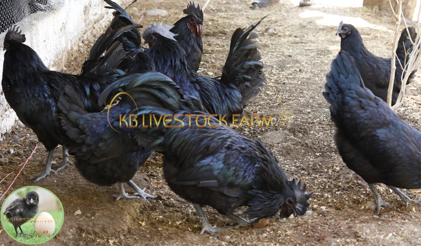 KBlivestockfarm's tweet photo. Deep litter method:-
An initial layer of litter is spread for the animals to use for bedding material and to defecate in, and as the litter is soiled, new layers of litter are continuously added by the farmer. #kadaknath #chicken #Healthychicken #Deep_litter_method https://t.co/Ha0fuJLLPI