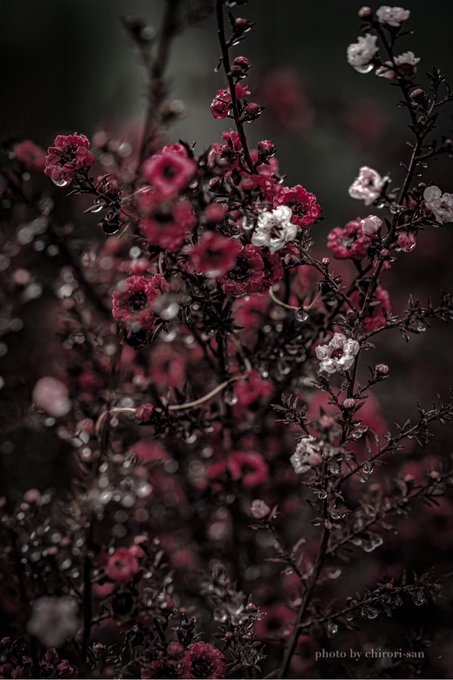 白い花のtwitterイラスト検索結果