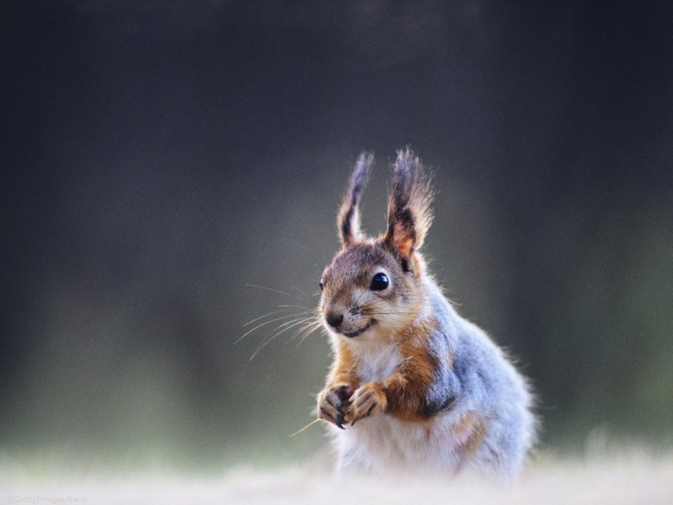 When you hear there are 80 applications for the #Natura2000awards!
5 #Natura2000 categories:
Communication 🗣️
Conservation 🦈
Cross-border cooperation &amp; networking 🤝
Reconciling interests/perceptions 🐺
Socio-economic benefits 👩🏽‍🌾
25 finalists SOON!
natura2000award-application.eu/en/finalists