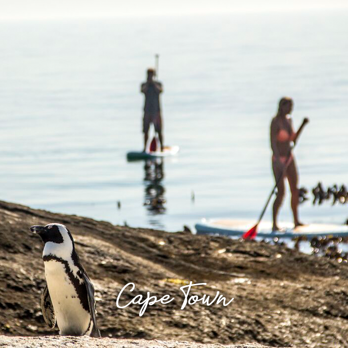 Learn to #StandUpPaddle with an ever-changing array of seals and penguins at play in the calm waters of Simon’s Town Quays in Cape Town, South Africa.Let us help plan your next #UnusualBucketList adventure - http://ow.ly/QgWh50y5q7r #Travel #Explore #TimelessAfricaSafaris