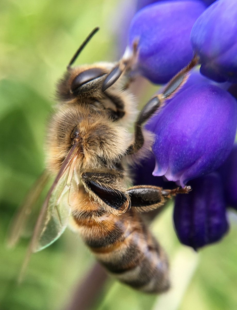 alexanderilg's tweet photo. #Neusäß #Neusaess #Artenvielfalt #Naturgarten https://t.co/9M0i70o9J4