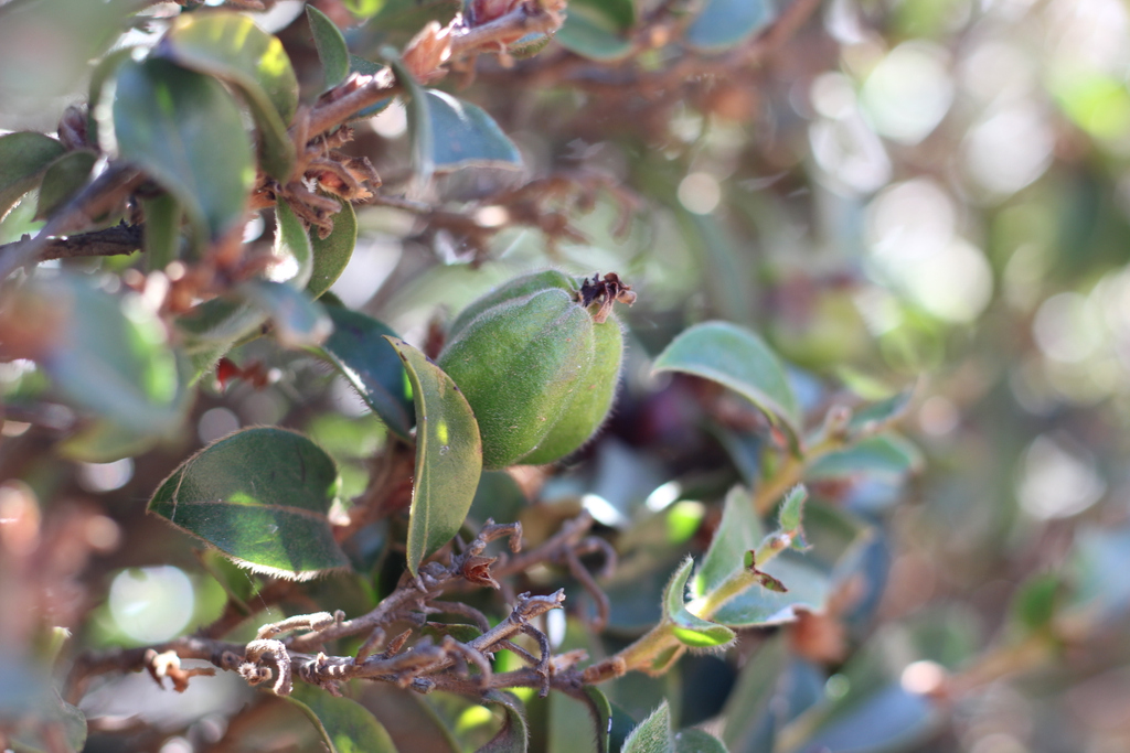 Candide_ZA's tweet photo. T R E E  T U E S D A Y⁣
⁣
We're taking some time today to admire the indigenous evergreen 𝘋𝘪𝘰𝘴𝘱𝘺𝘳𝘰𝘴 𝘸𝘩𝘺𝘵𝘦𝘢𝘯𝘢 | Bladdernut.

https://t.co/p6K73Jqdr8⁣
⁣
#TreeTuesday #Indigenous #Tree #Diospyroswhyteana #Bladdernut #Swartbas #CandideAppZA #GardeningApp https://t.co/TEQpeZtBnY