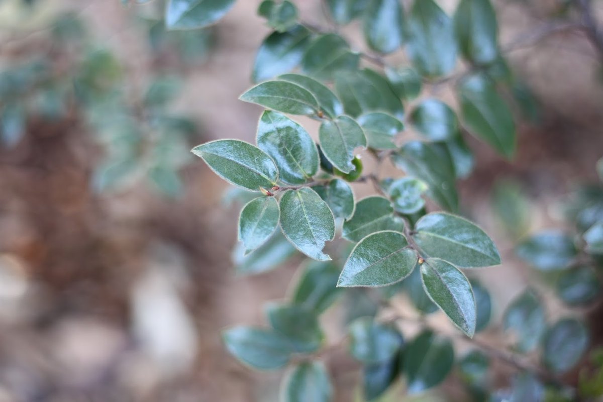 Candide_ZA's tweet photo. T R E E  T U E S D A Y⁣
⁣
We're taking some time today to admire the indigenous evergreen 𝘋𝘪𝘰𝘴𝘱𝘺𝘳𝘰𝘴 𝘸𝘩𝘺𝘵𝘦𝘢𝘯𝘢 | Bladdernut.

https://t.co/p6K73Jqdr8⁣
⁣
#TreeTuesday #Indigenous #Tree #Diospyroswhyteana #Bladdernut #Swartbas #CandideAppZA #GardeningApp https://t.co/TEQpeZtBnY