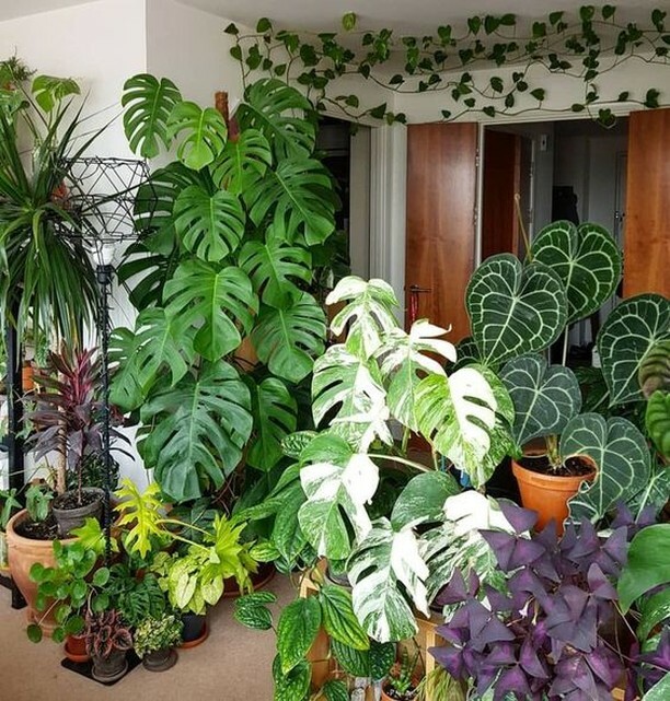 PlantDesignsLdn's tweet photo. Call us biased, but we're pretty sure this is the correct plants to floor space ratio ✅
📸 via @pinterest
.
.
.
.
.
.
.
.
#plantdesigns #plantgoals #houseplants #indoorplants #plantsmakepeoplehappy #houseplantclub #biophilia https://t.co/tWJcUXdRe2 https://t.co/6FbQQn0mhv