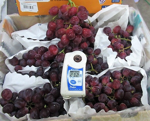 Just arrived and undergoing QC at our warehouse, an excellent range of sweet new season Seedless Grapes ready for delivery from this afternoon. Excellent quality, Excellent prices with outstanding customer service. fanfruit.ie 041-6851757